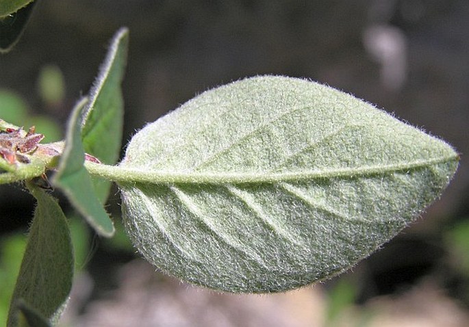 Cotoneaster laxiflorus