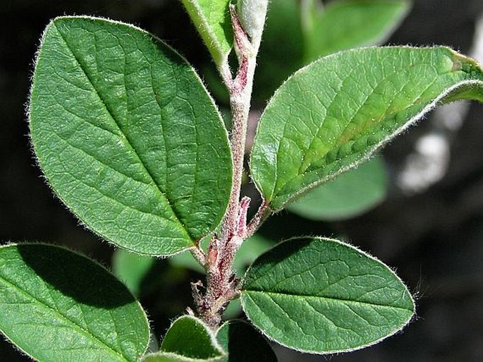 Cotoneaster laxiflorus