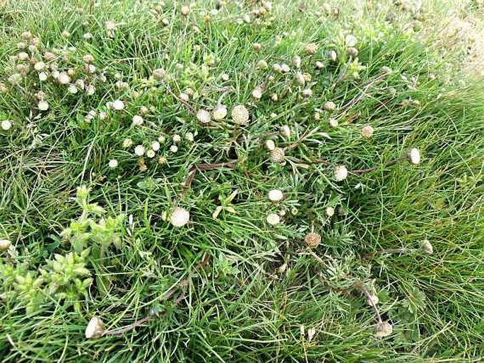 Cotula abyssinica