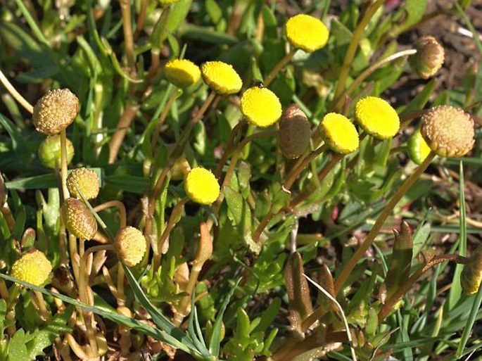 Cotula coronopifolia