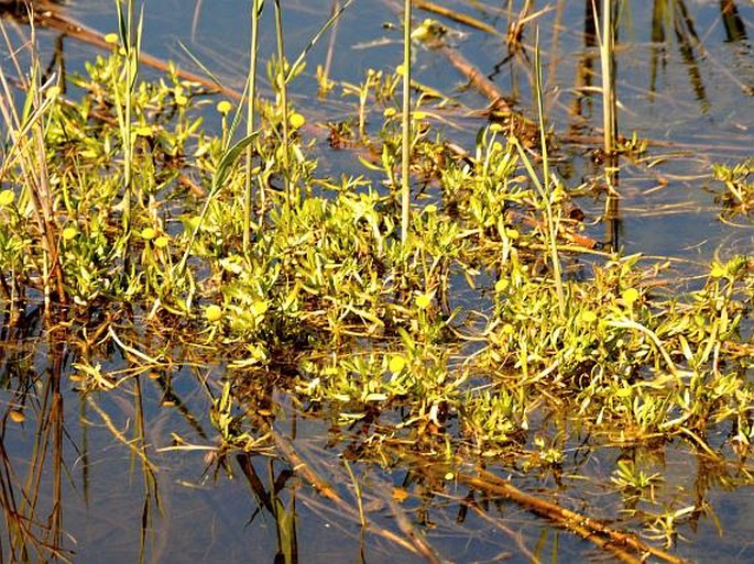 Cotula coronopifolia