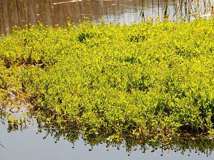 Cotula coronopifolia