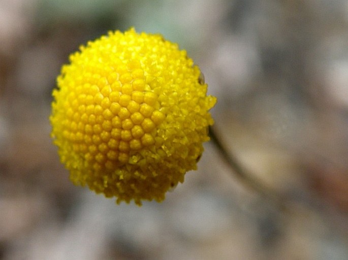 Cotula hispida