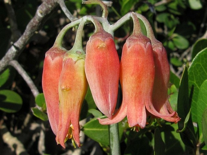 COTYLEDON ORBICULATA L. - pupovice