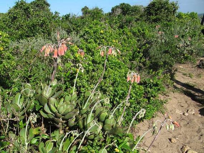 Cotyledon orbiculata