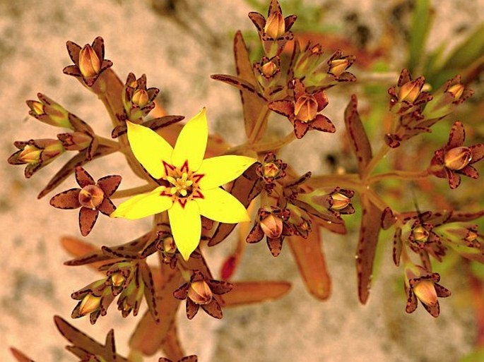 Crassula dichotoma