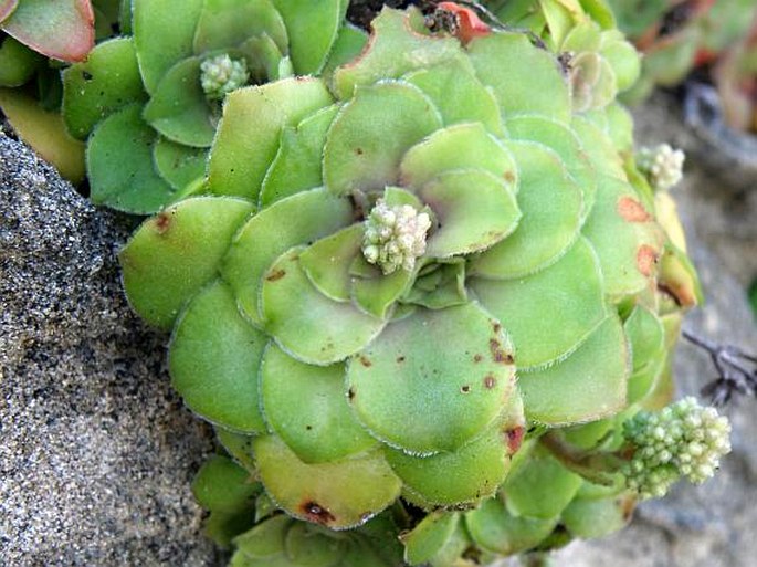 Crassula orbicularis