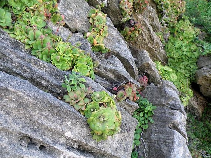 Crassula orbicularis