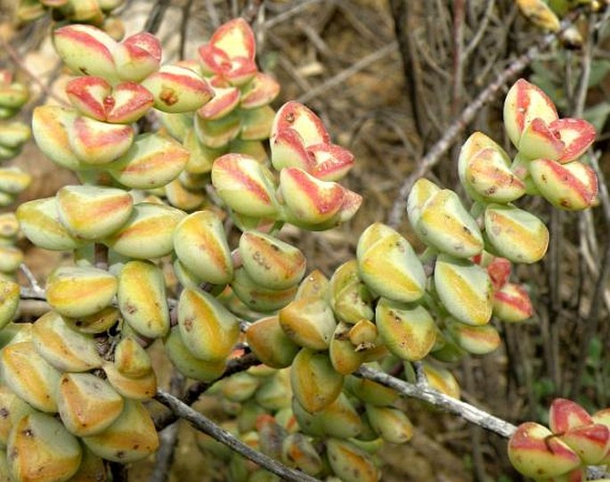 Crassula rupestris