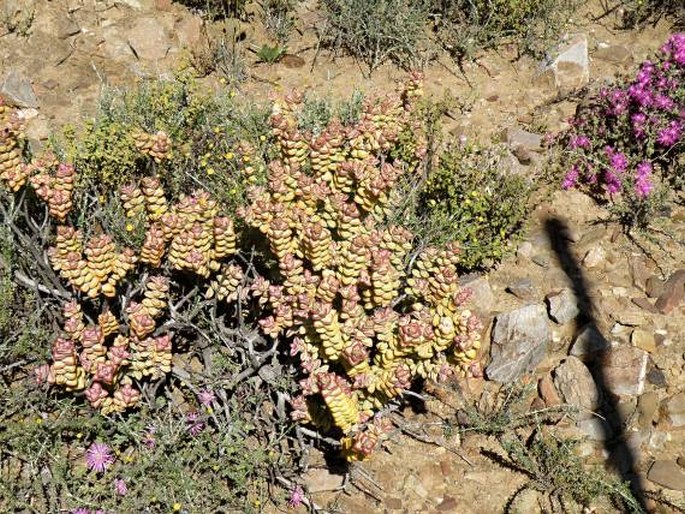 Crassula rupestris