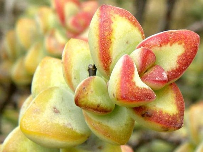 Crassula rupestris