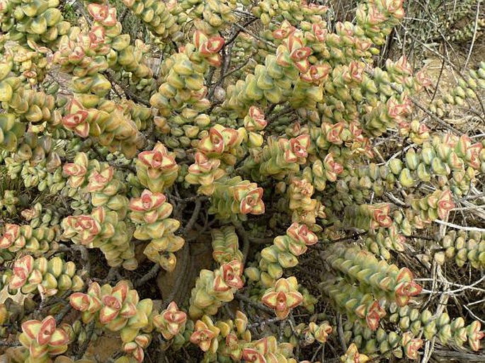 Crassula rupestris