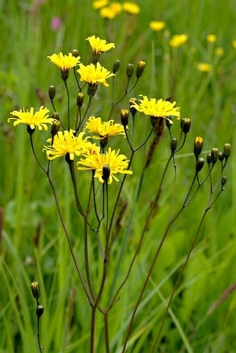 Crepis mollis subsp. hieracioides