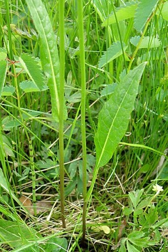 Crepis mollis subsp. hieracioides