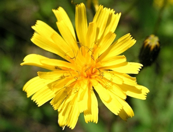 Crepis mollis subsp. hieracioides