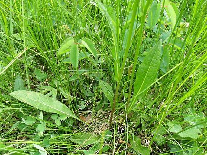 Crepis mollis subsp. hieracioides