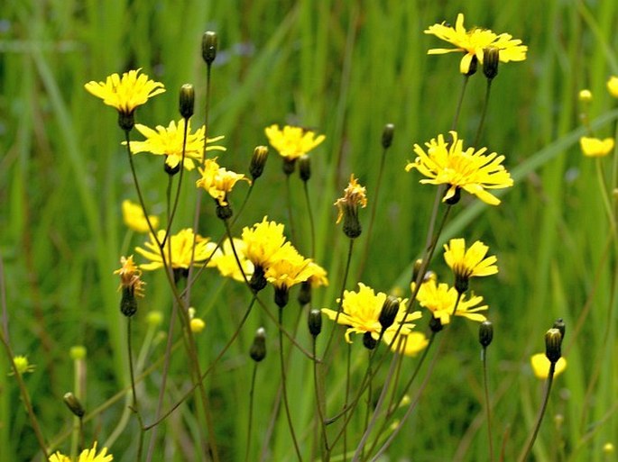 Crepis mollis subsp. hieracioides