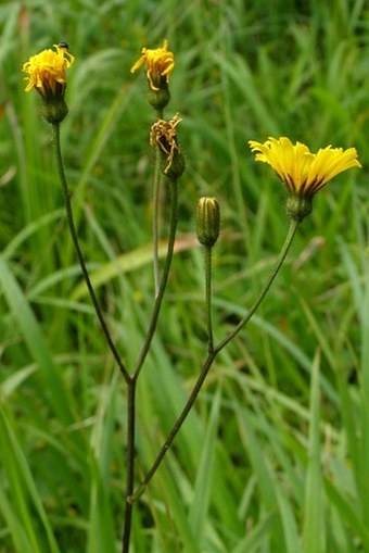 Crepis mollis