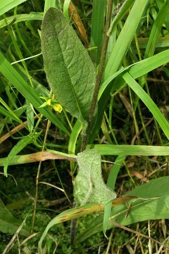 Crepis mollis