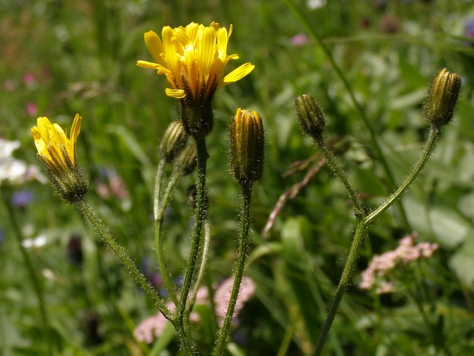 Crepis mollis