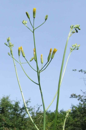 Crepis pulchra