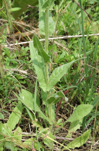 Crepis pulchra