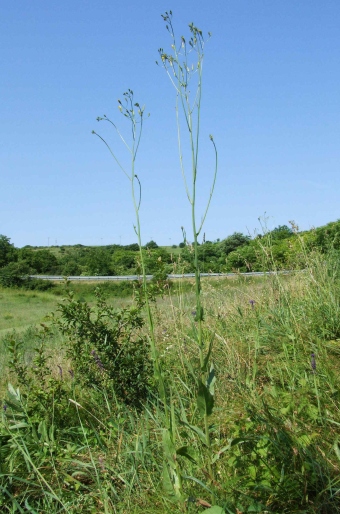 Crepis pulchra