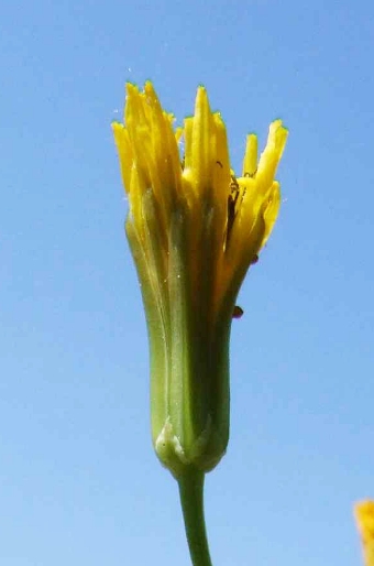 Crepis pulchra