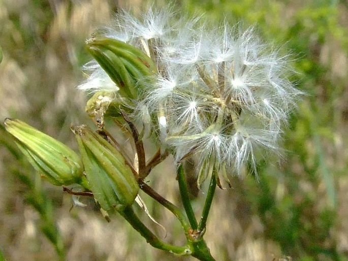 Crepis pulchra