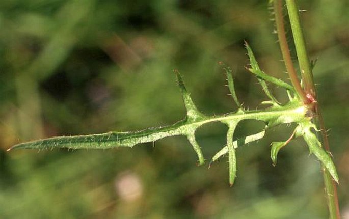 Crepis setosa