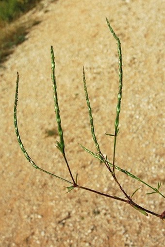 Crucianella latifolia