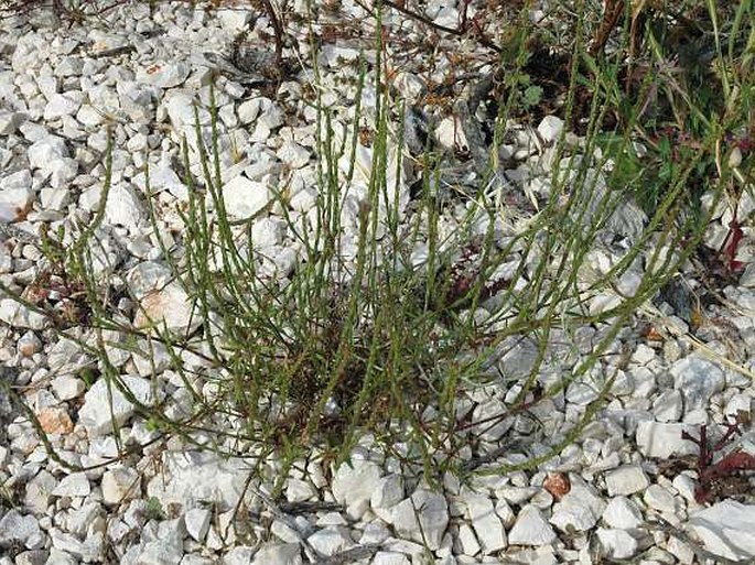 Crucianella latifolia