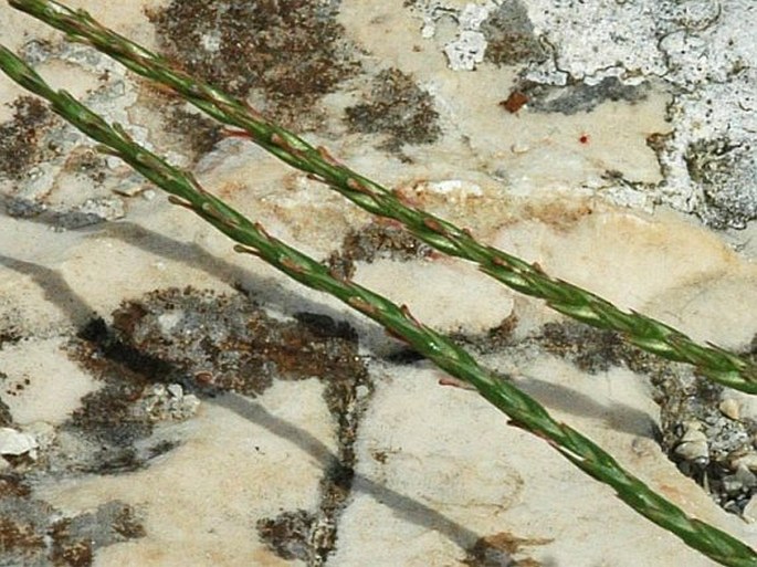 Crucianella latifolia