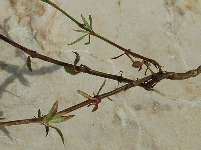 Crucianella latifolia