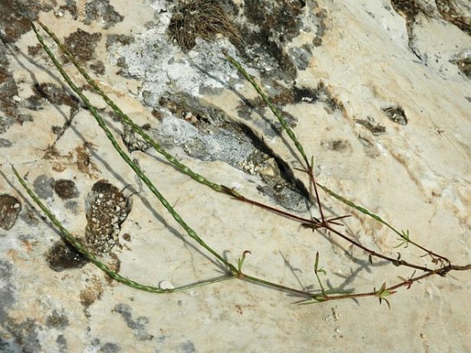 Crucianella latifolia