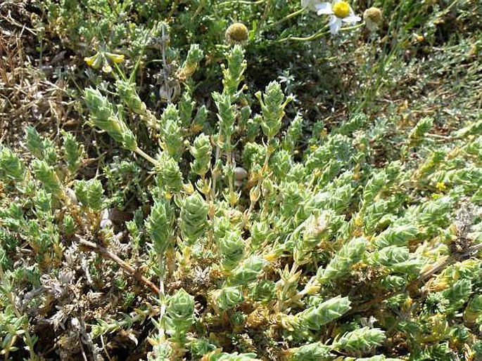 Crucianella maritima