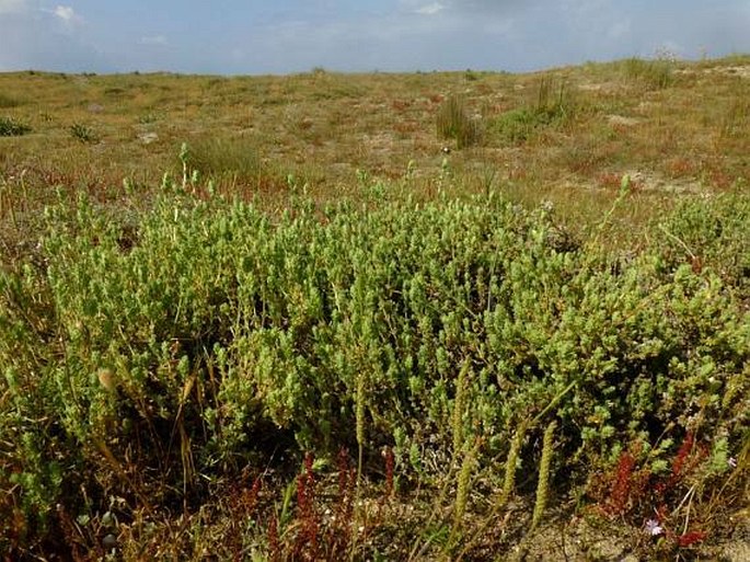 Crucianella maritima