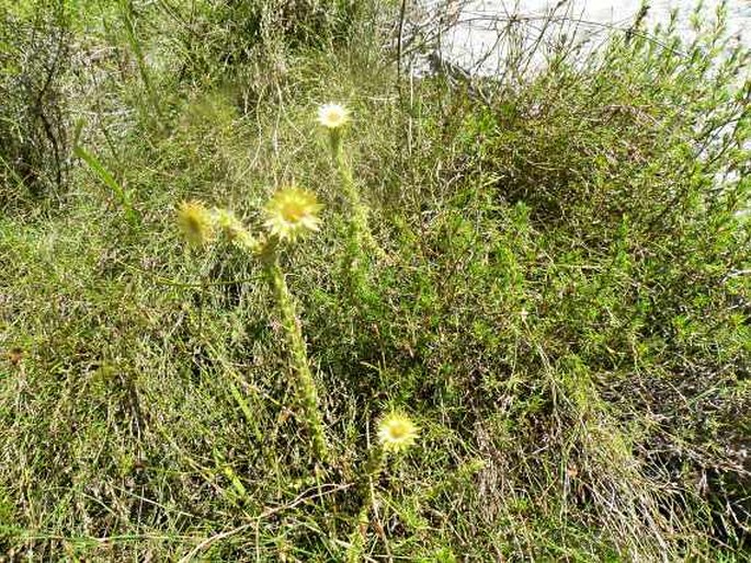 Cullumia setosa