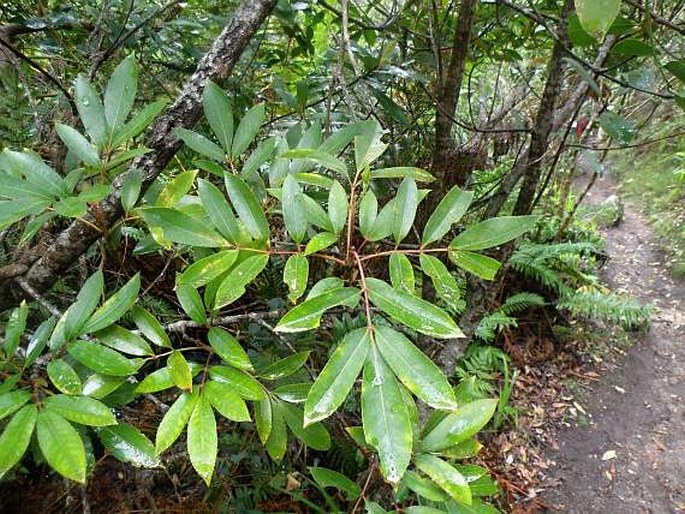 Cunonia capensis