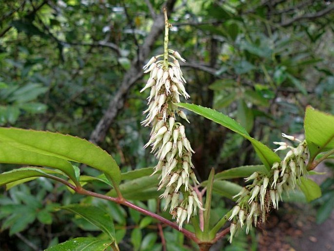 Cunonia capensis