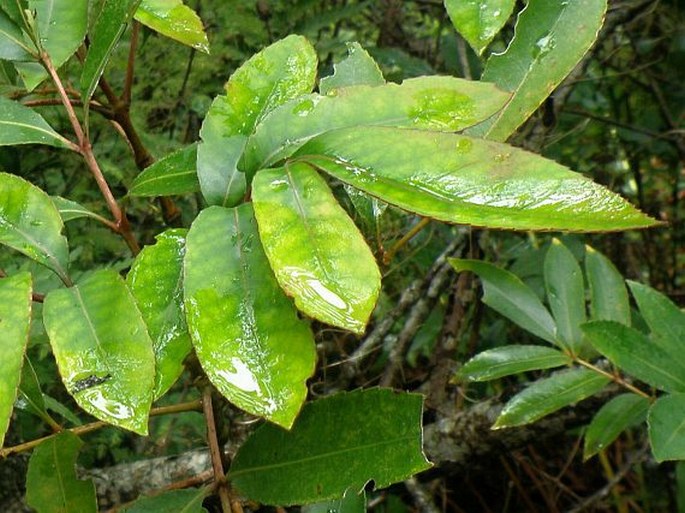 Cunonia capensis