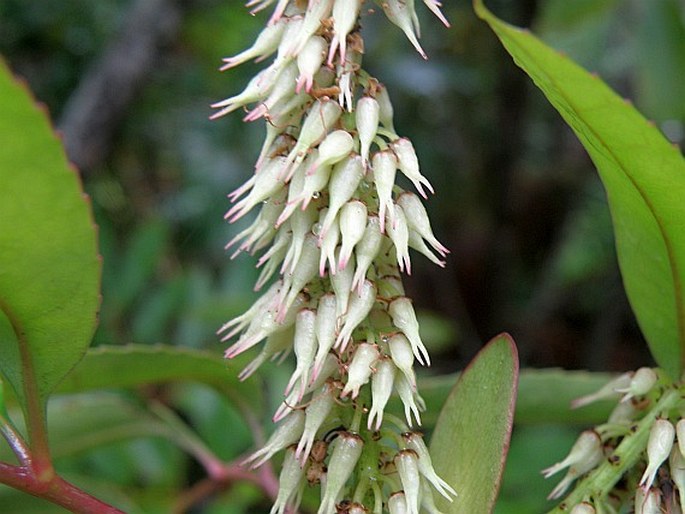 CUNONIA CAPENSIS L. – opaduň kapský