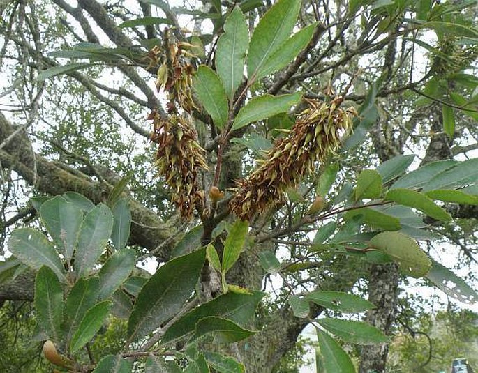 Cunonia capensis