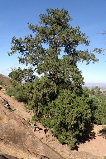 Cupressus lusitanica