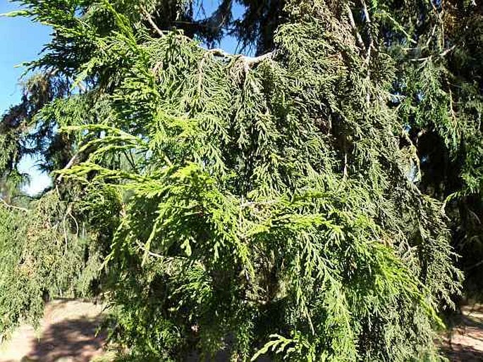 Cupressus lusitanica