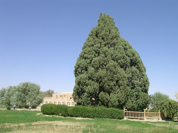 Cupressus sempervirens