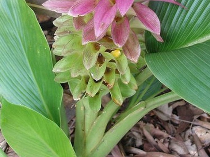 Curcuma australasica