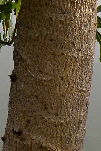 Cussonia spicata