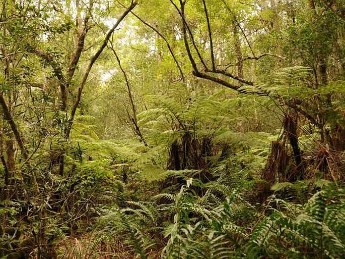 Cyathea capensis