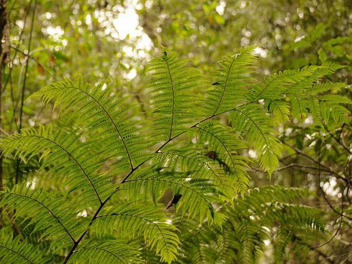 Cyathea capensis